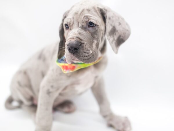 Great Dane DOG Male Blue Merle 14921 Petland Wichita, Kansas