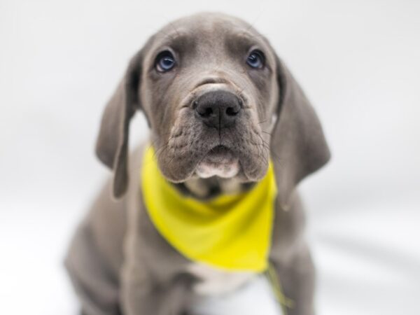 Great Dane DOG Male Blue & White 14920 Petland Wichita, Kansas