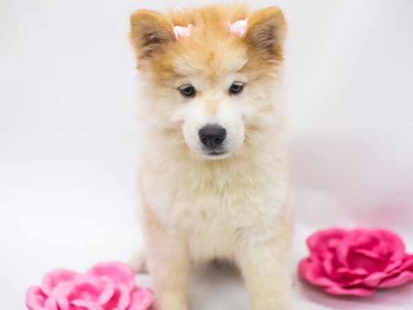 Chowsky DOG Female Cream 14918 Petland Wichita, Kansas