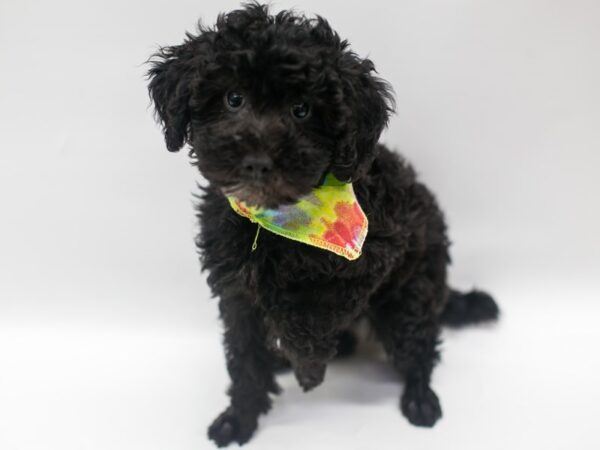 Miniature Poodle DOG Male Black 14924 Petland Wichita, Kansas