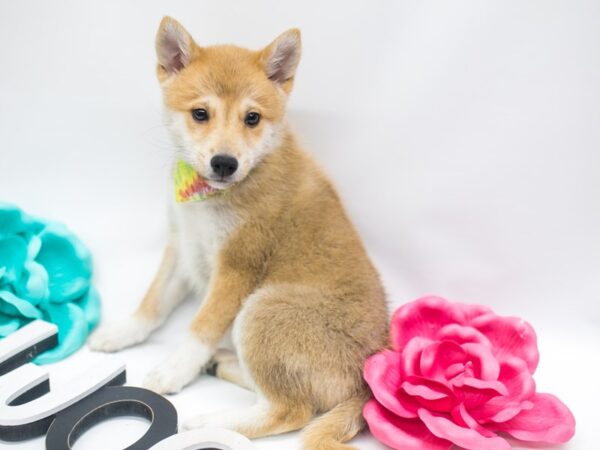 Shibo DOG Male Red 14933 Petland Wichita, Kansas