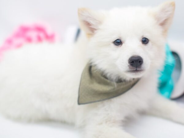 Shibo DOG Male Cream 14930 Petland Wichita, Kansas