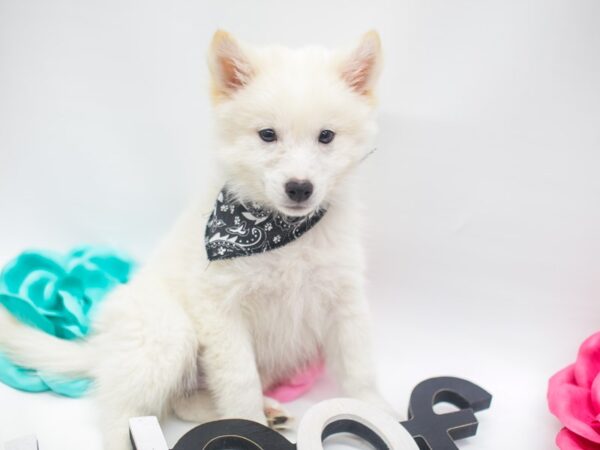 Shibo DOG Male Cream 14931 Petland Wichita, Kansas