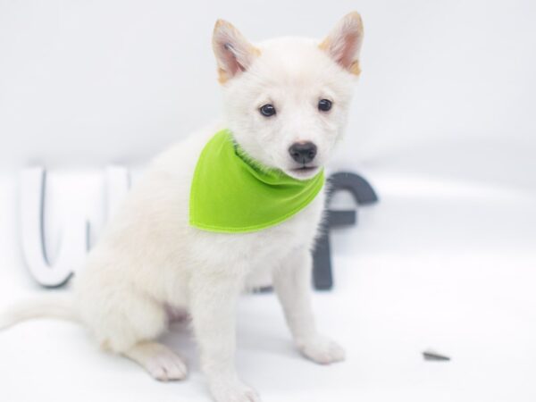 Shibo DOG Male Cream 14932 Petland Wichita, Kansas