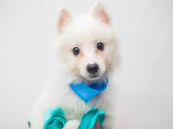 Shibo DOG Male Cream 14929 Petland Wichita, Kansas