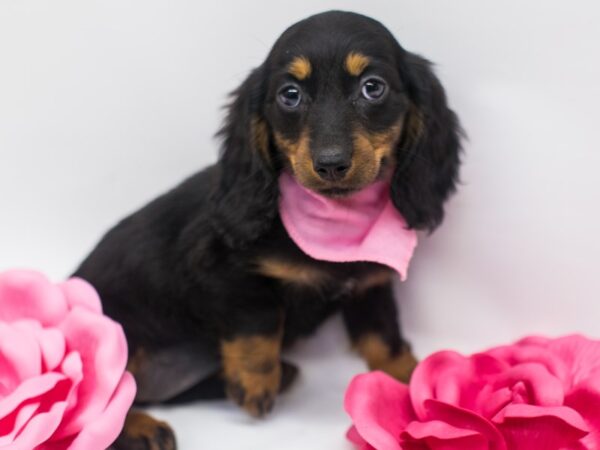 Miniature Dachshund DOG Female Black & Tan 14928 Petland Wichita, Kansas