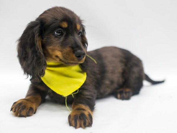 Miniature Dachshund DOG Male Dapple 14927 Petland Wichita, Kansas