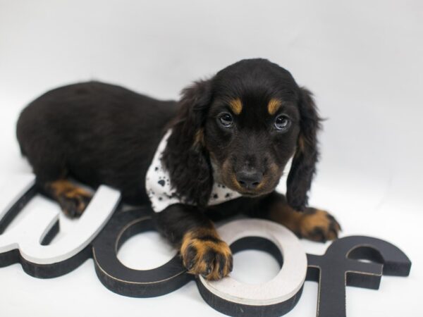 Miniature Dachshund-DOG-Male-Black & Tan-14926-Petland Wichita, Kansas