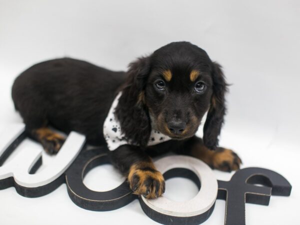 Miniature Dachshund DOG Male Black & Tan 14926 Petland Wichita, Kansas