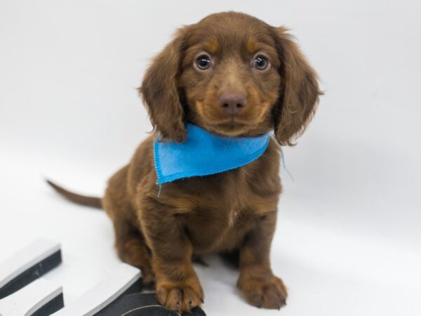 Miniature Dachshund-DOG-Male-Red-14925-Petland Wichita, Kansas