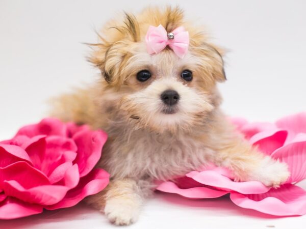 Malti Pom-DOG-Female-Gold-14915-Petland Wichita, Kansas