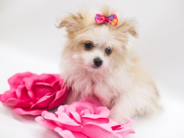 Malti Pom DOG Female Gold & White 14914 Petland Wichita, Kansas