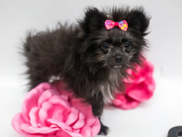 Malti Pom DOG Female Black & Grey 14913 Petland Wichita, Kansas