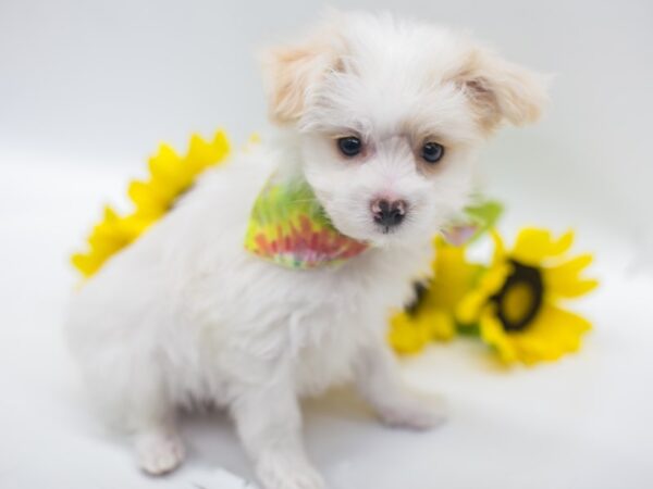 Pom Poo DOG Male White & Cream 14909 Petland Wichita, Kansas