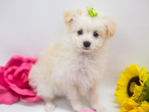 Pom Poo DOG Female Biscuit 14911 Petland Wichita, Kansas