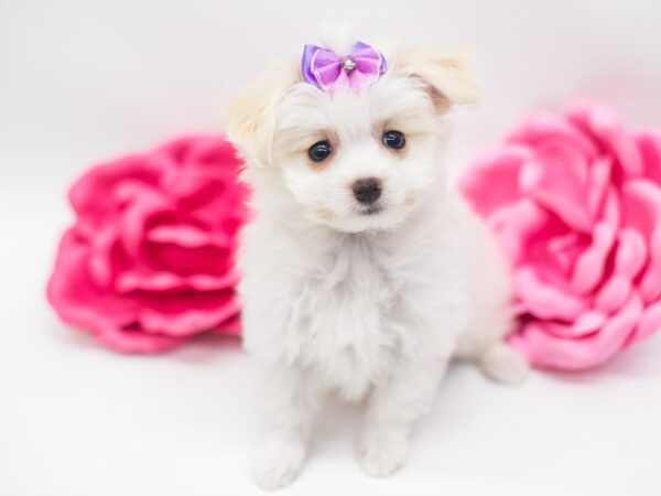 Pom Poo DOG Female White & Cream 14912 Petland Wichita, Kansas