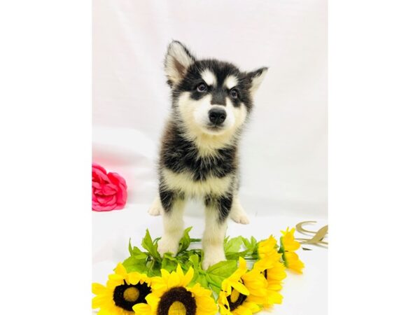 Alaskan Malamute-DOG-Female-Black and White-14939-Petland Wichita, Kansas