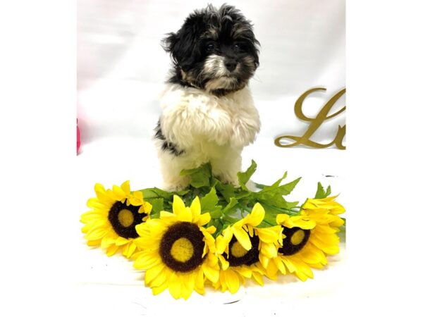 Havanese DOG Female Tri-Color 14940 Petland Wichita, Kansas