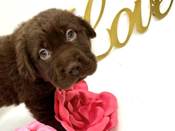 Walrus-DOG-Male-Chocolate-14941-Petland Wichita, Kansas