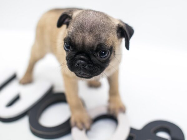 Pug DOG Male Fawn 14968 Petland Wichita, Kansas