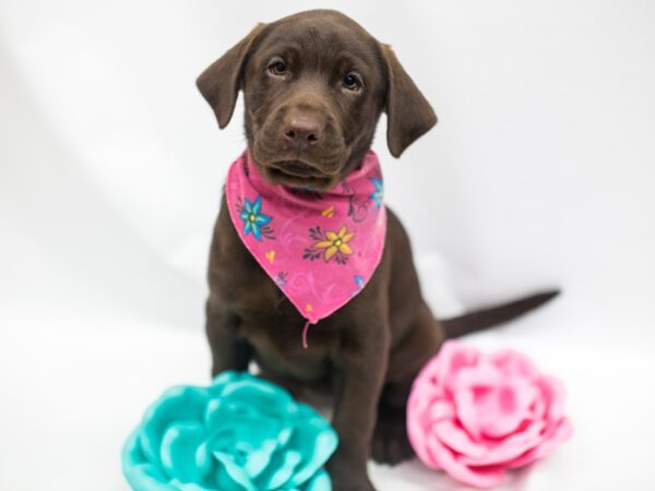 Labrador Retriever DOG Female Chocolate 14971 Petland Wichita, Kansas