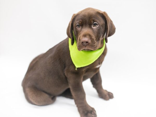 Labrador Retriever DOG Male Chocolate 14970 Petland Wichita, Kansas