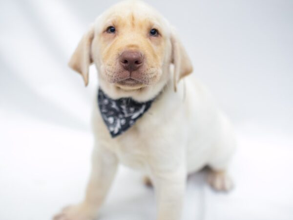 Labrador Retriever-DOG-Male-Yellow-14969-Petland Wichita, Kansas