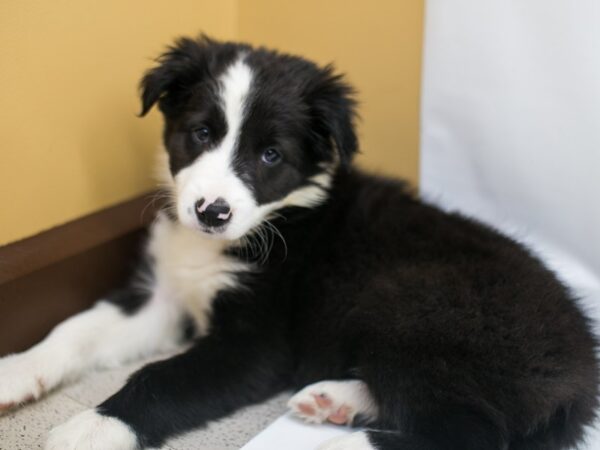 Border Collie-DOG-Male-Black & White-14967-Petland Wichita, Kansas