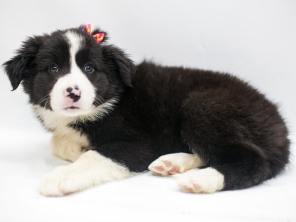 Border Collie DOG Female Black & White 14966 Petland Wichita, Kansas