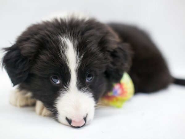 Border Collie DOG Male Black & White 14965 Petland Wichita, Kansas