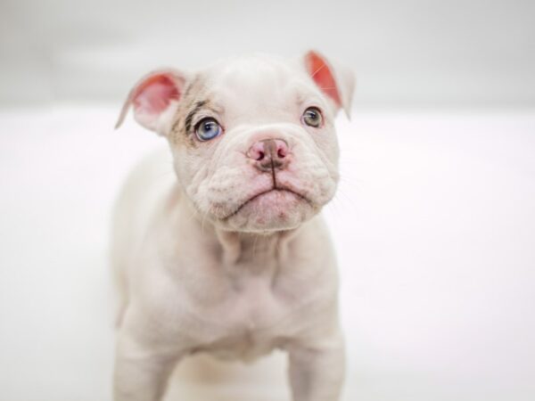 English Bulldog DOG Male White & Choc Merle (one blue eye) 14964 Petland Wichita, Kansas