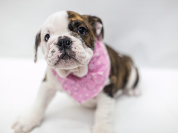 English Bulldog DOG Female Brindle Pibald 14963 Petland Wichita, Kansas