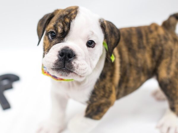 English Bulldog DOG Male Brindle Pibald 14962 Petland Wichita, Kansas