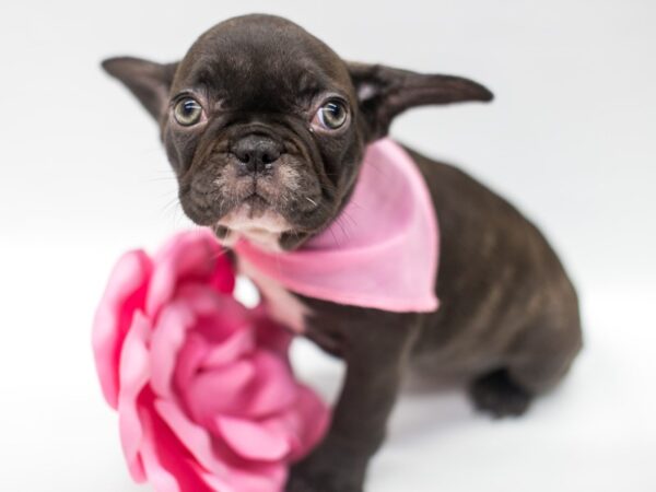 French Bulldog DOG Female Chocolate Brindle 14961 Petland Wichita, Kansas