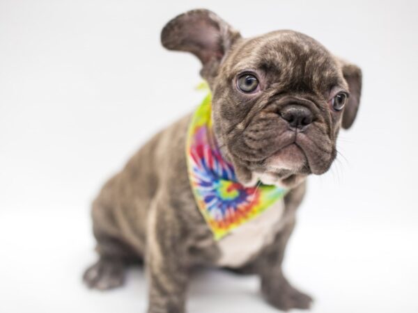 French Bulldog DOG Male Reverse Chocolate Brindle 14959 Petland Wichita, Kansas