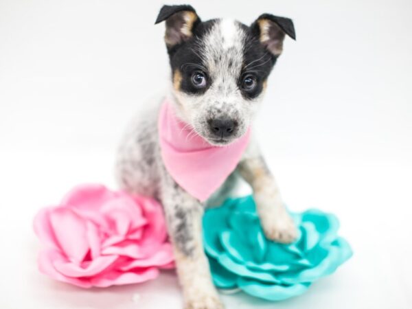 Australian Cattle Dog-DOG-Female-Blue Heeler-14958-Petland Wichita, Kansas