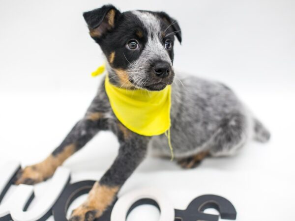 Australian Cattle Dog DOG Male Blue Heeler 14957 Petland Wichita, Kansas