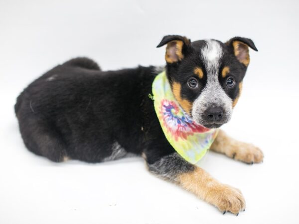 Australian Cattle Dog DOG Male Blue Heeler 14956 Petland Wichita, Kansas