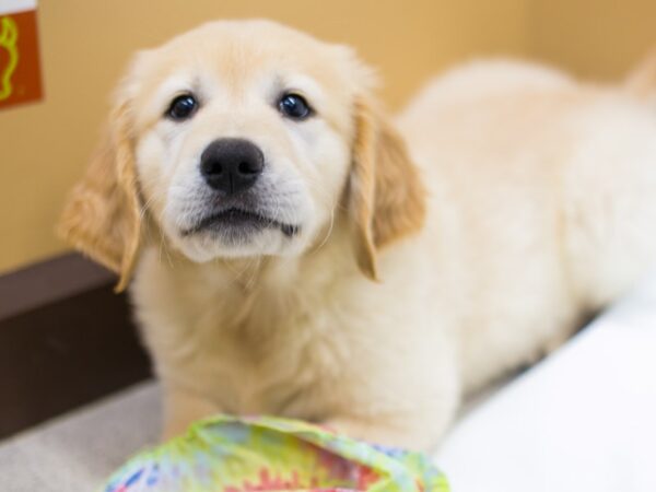 Golden Retriever DOG Male Gold 14954 Petland Wichita, Kansas