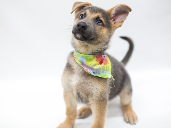 German Shepherd-DOG-Male-Blue & Tan-14953-Petland Wichita, Kansas