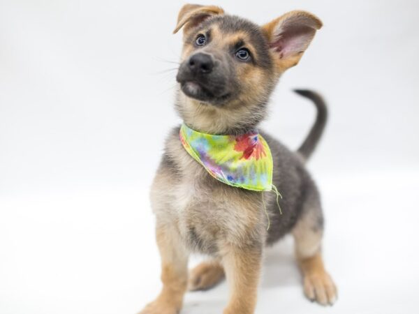 German Shepherd DOG Male Blue & Tan 14953 Petland Wichita, Kansas