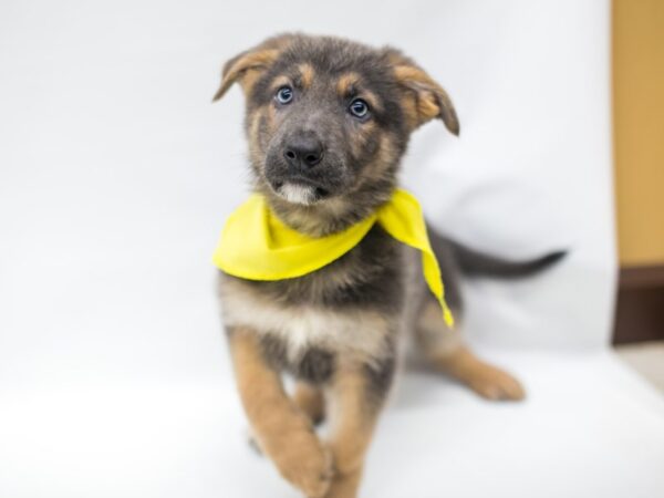 German Shepherd DOG Male Blue & Tan 14952 Petland Wichita, Kansas