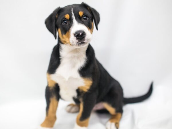 Greater Swiss Mountain Dog-DOG-Male-TriColor-14951-Petland Wichita, Kansas