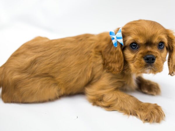 Cavalier King Charles Spaniel DOG Female Ruby 14950 Petland Wichita, Kansas