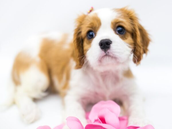 Cavalier King Charles Spaniel DOG Female Blenheim 14949 Petland Wichita, Kansas