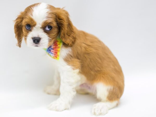 Cavalier King Charles Spaniel DOG Male Blenheim 14948 Petland Wichita, Kansas