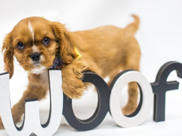 Cavalier King Charles Spaniel DOG Male Ruby w/White Blaze 14947 Petland Wichita, Kansas