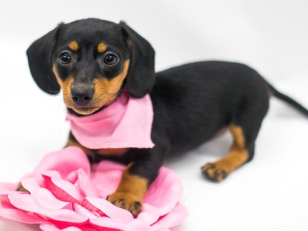 Miniature Dachshund DOG Female Black & Tan 14946 Petland Wichita, Kansas