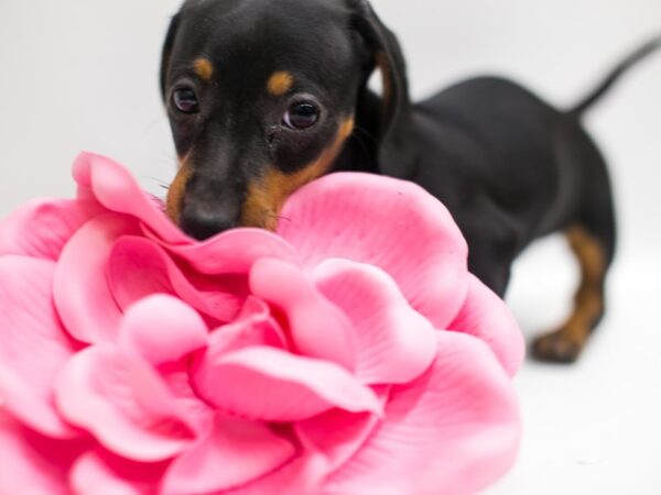 Miniature Dachshund DOG Female Black & Tan 14945 Petland Wichita, Kansas