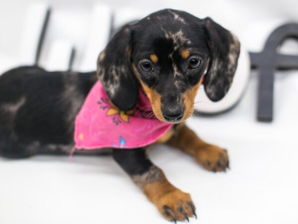 Miniature Dachshund DOG Female Silver Dapple 14944 Petland Wichita, Kansas